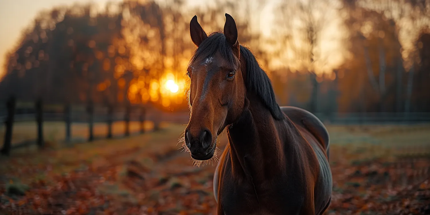 Pochowaj pupila z szacunkiem w krematorium dla zwierząt